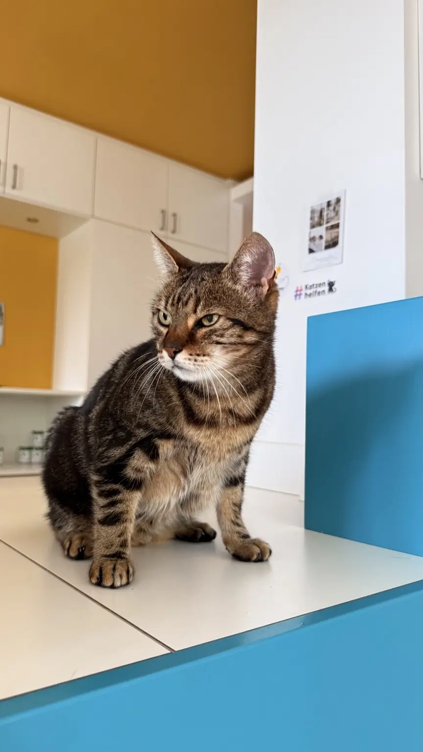 Praxiskatze des Kleintierzentrums Erdweg